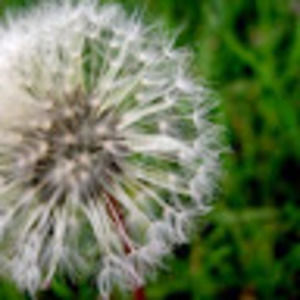 Meet your Posher, Anita